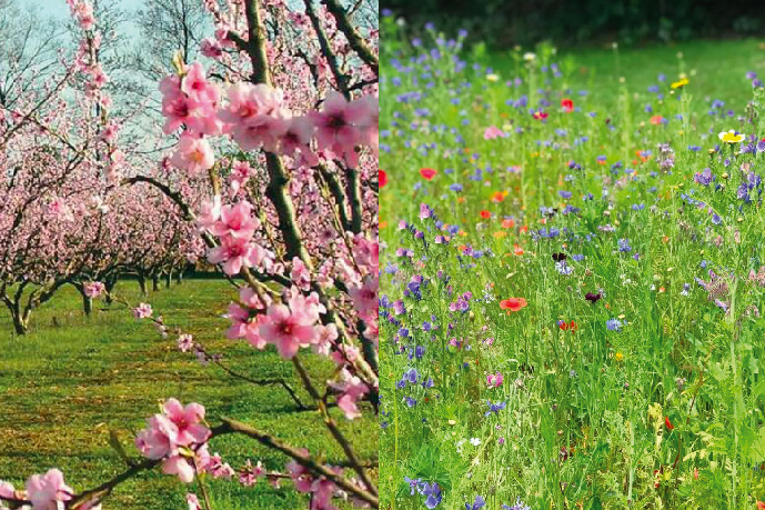 Enherbement sous le rang et prairie fleurie à
proximité des vergers